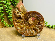 Load image into Gallery viewer, Fossil Ammonite - single