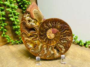 Fossil Ammonite - single