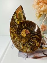 Load image into Gallery viewer, Fossil Ammonite - single