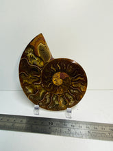 Load image into Gallery viewer, Fossil Ammonite - single