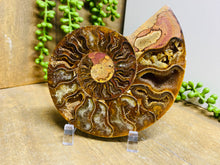 Load image into Gallery viewer, Fossil Ammonite - single