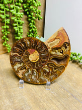 Load image into Gallery viewer, Fossil Ammonite - single