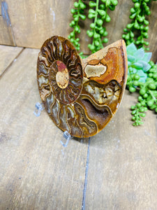 Fossil Ammonite - single