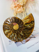 Load image into Gallery viewer, Fossil Ammonite - single