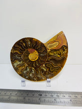 Load image into Gallery viewer, Fossil Ammonite - single