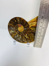 Load image into Gallery viewer, Fossil Ammonite - single