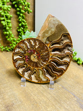 Load image into Gallery viewer, Fossil Ammonite - single