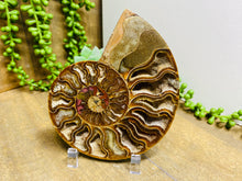 Load image into Gallery viewer, Fossil Ammonite - single