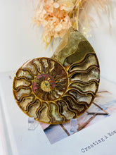 Load image into Gallery viewer, Fossil Ammonite - single