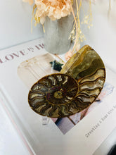 Load image into Gallery viewer, Fossil Ammonite - single