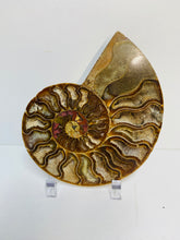 Load image into Gallery viewer, Fossil Ammonite - single