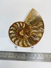 Load image into Gallery viewer, Fossil Ammonite - single