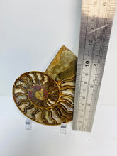 Load image into Gallery viewer, Fossil Ammonite - single