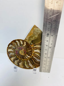 Fossil Ammonite - single