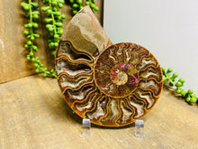 Load image into Gallery viewer, Fossil Ammonite - single