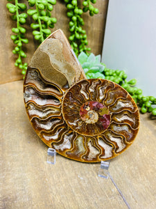 Fossil Ammonite - single