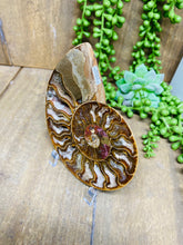 Load image into Gallery viewer, Fossil Ammonite - single