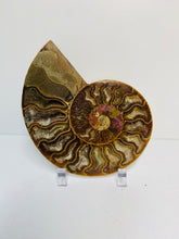 Load image into Gallery viewer, Fossil Ammonite - single