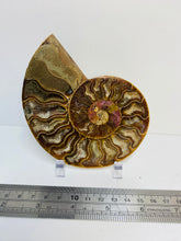 Load image into Gallery viewer, Fossil Ammonite - single