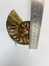 Load image into Gallery viewer, Fossil Ammonite - single