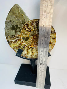 Fossil Ammonite