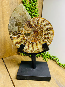 Fossil Ammonite