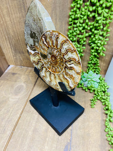 Fossil Ammonite