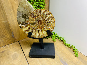 Fossil Ammonite