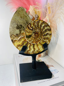 Fossil Ammonite