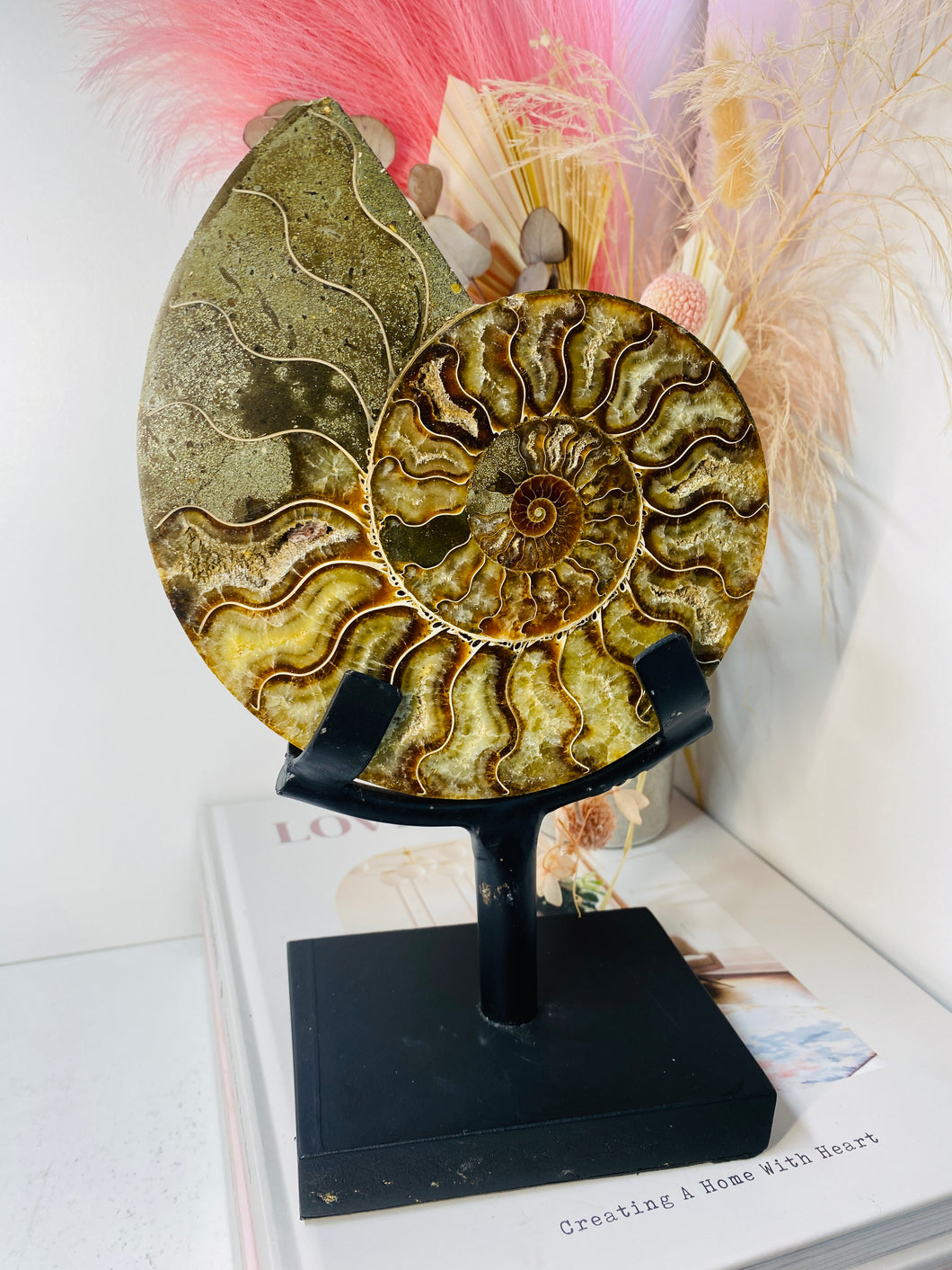 Fossil Ammonite