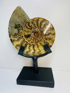 Fossil Ammonite