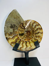 Load image into Gallery viewer, Fossil Ammonite