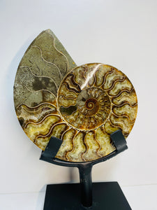 Fossil Ammonite