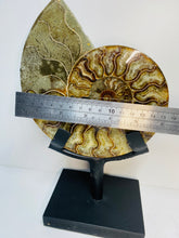 Load image into Gallery viewer, Fossil Ammonite