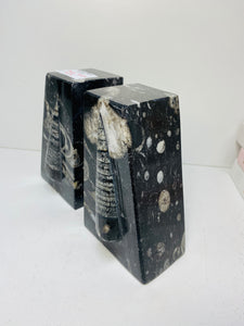 Fossil Ammonite book ends