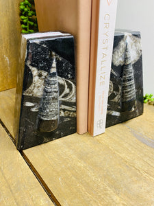 Fossil Ammonite book ends