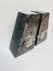 Fossil Ammonite book ends