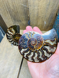 Fossil Ammonite pair