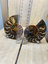 Load image into Gallery viewer, Fossil Ammonite pair