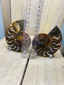 Fossil Ammonite pair
