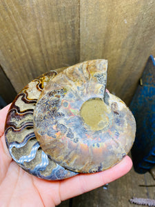 Fossil Ammonite pair