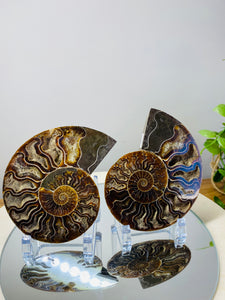 Fossil Ammonite pair