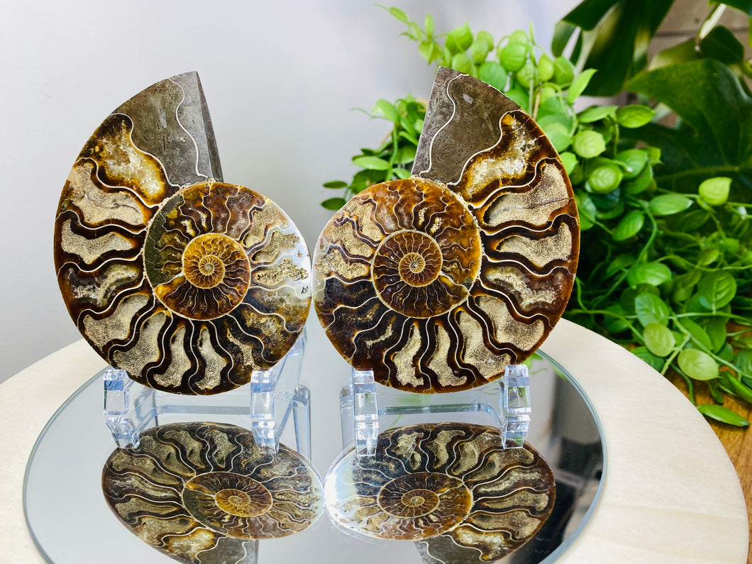 Fossil Ammonite pair