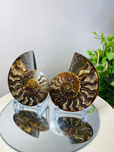 Load image into Gallery viewer, Fossil Ammonite pair