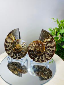 Fossil Ammonite pair