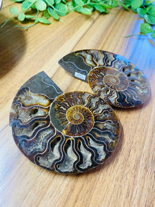 Fossil Ammonite pair