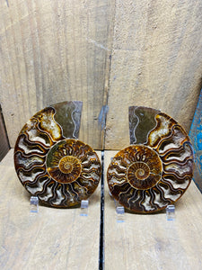 Fossil Ammonite pair