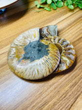 Load image into Gallery viewer, Fossil Ammonite pair