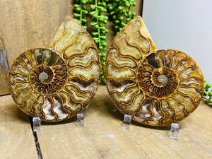 Fossil Ammonite pair