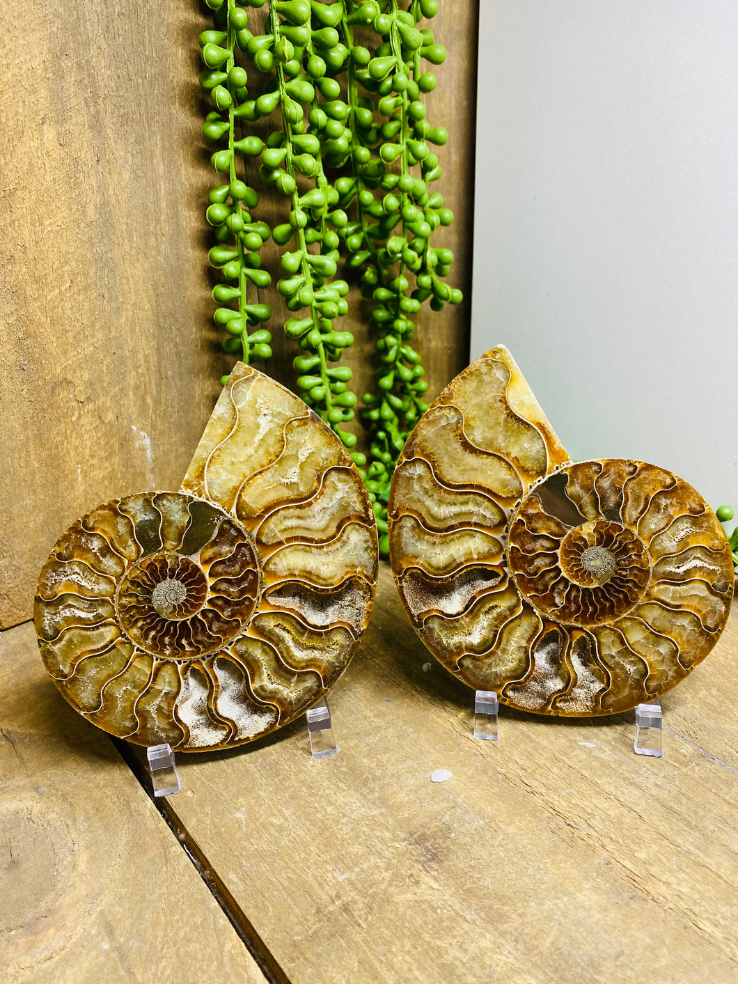 Fossil Ammonite pair